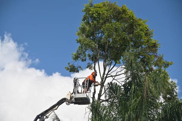 Professional Tree Removal Services in Mineral Springs, AR